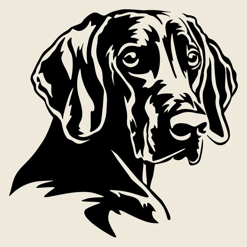 Weimaraner Kopf