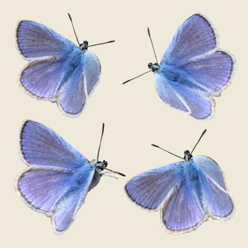 vier Bläulinge