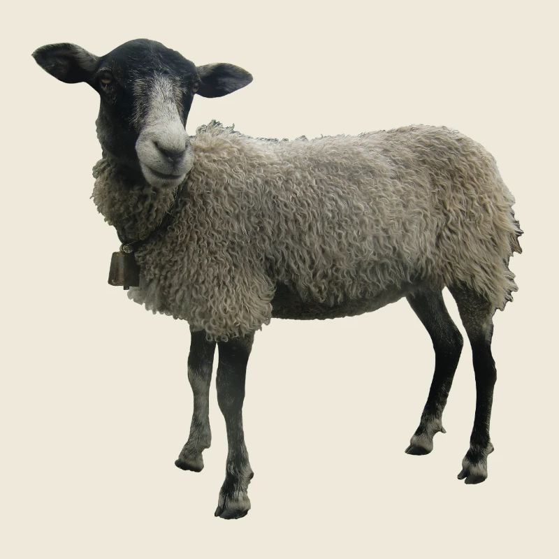 Sheep