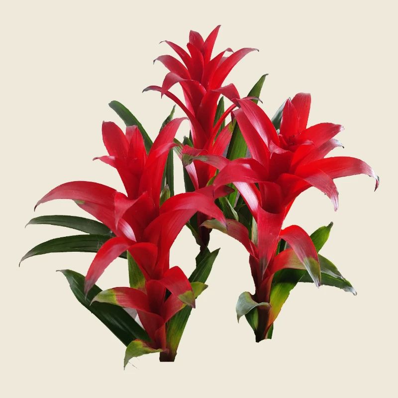 Vibrant_Red_Bromeliads