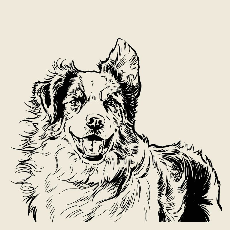Australian Shepherd
