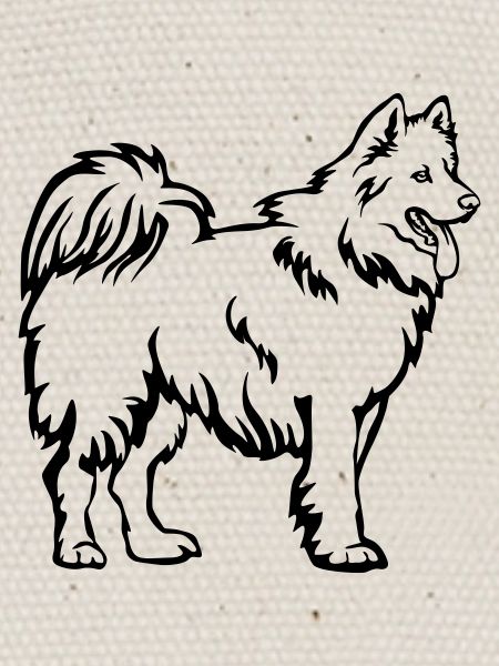Samoyède