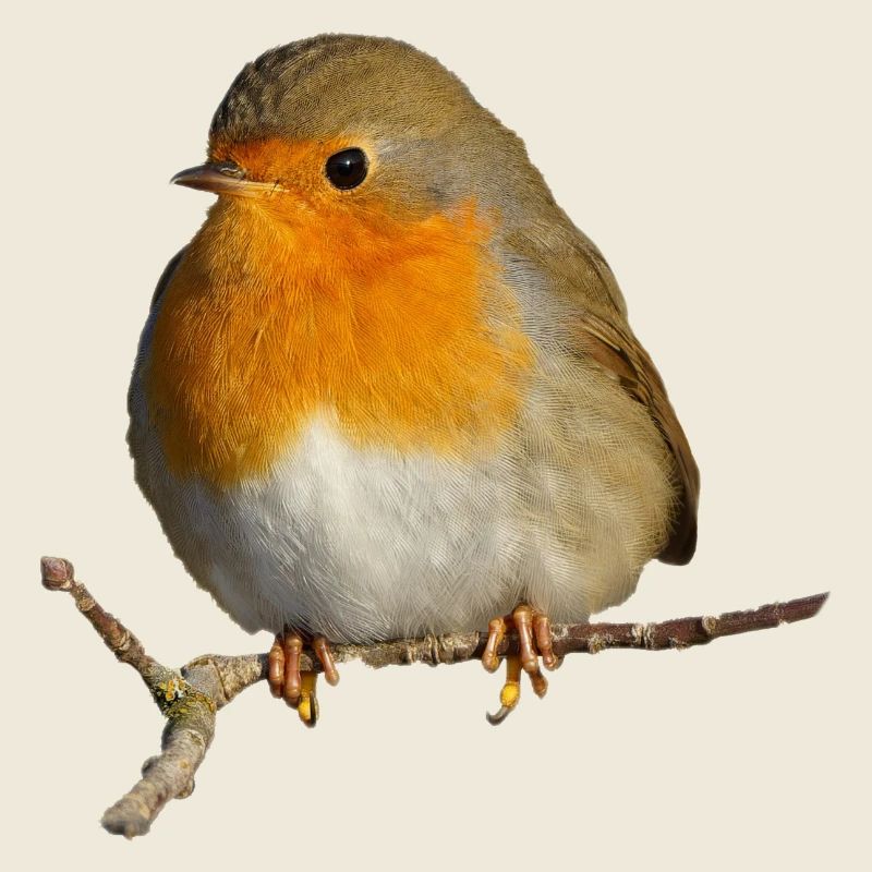 Rotkehlchen auf Ast sitzend