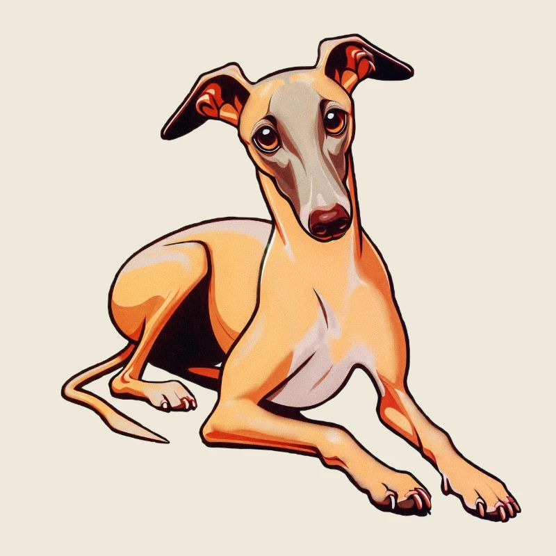 Whippet