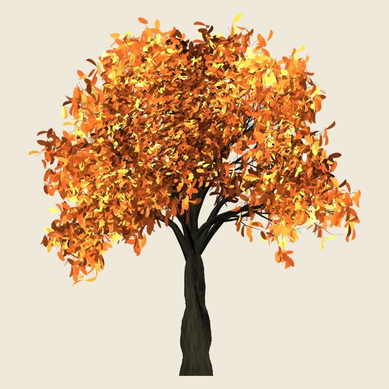 tree tree blaetter autumn branches isolated