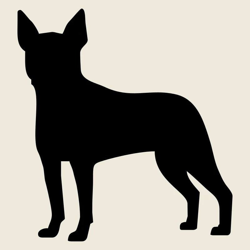 Boston Terrier