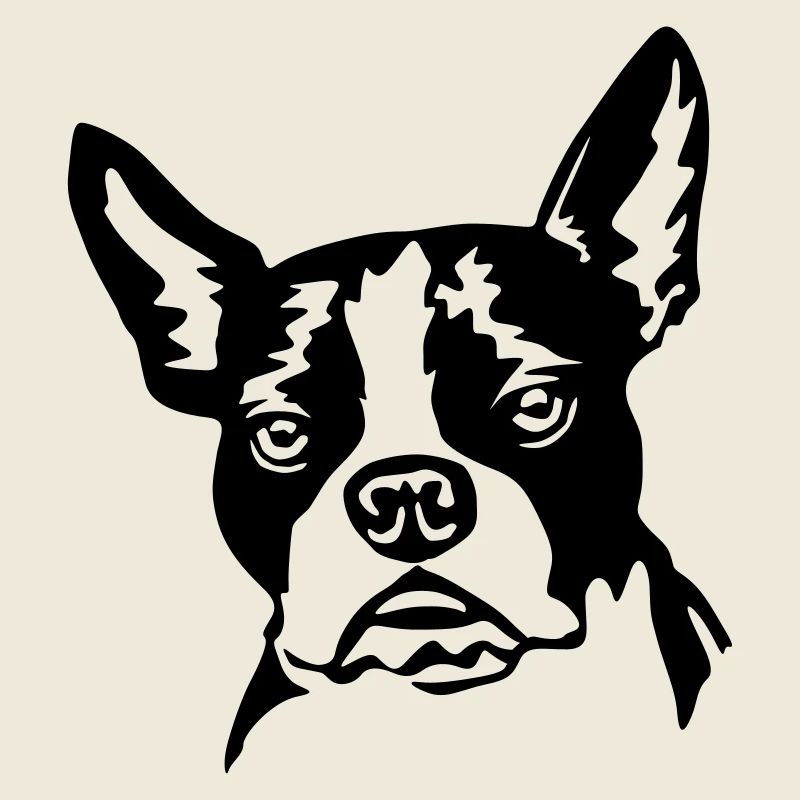 Boston Terrier