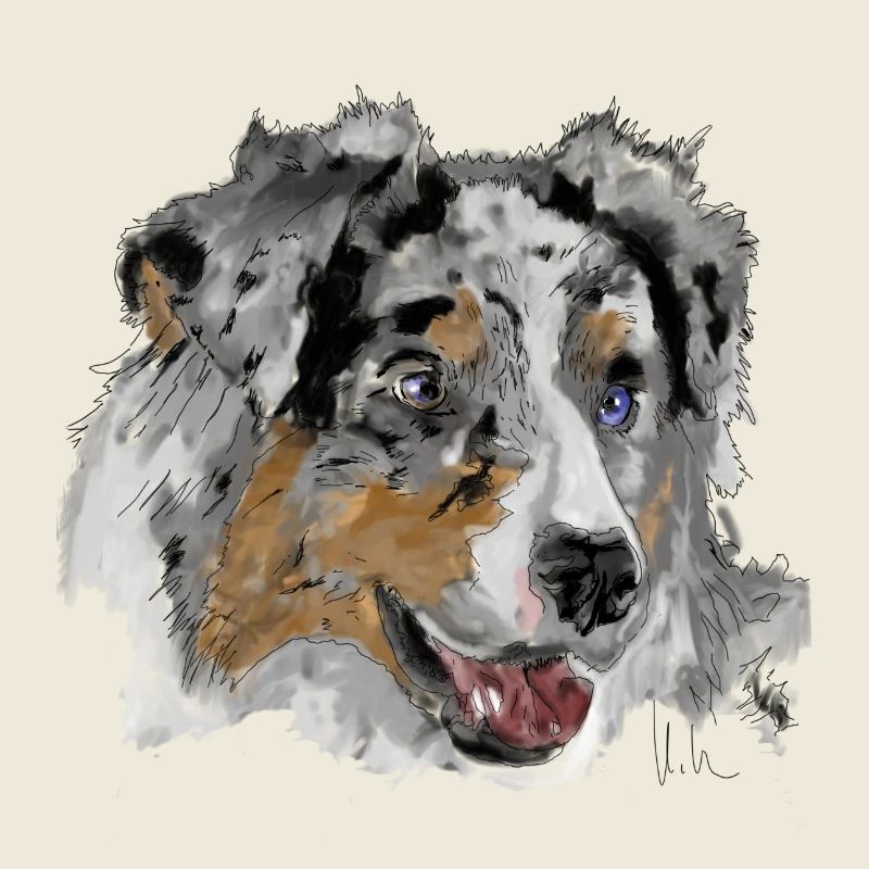 Australian Shepherd