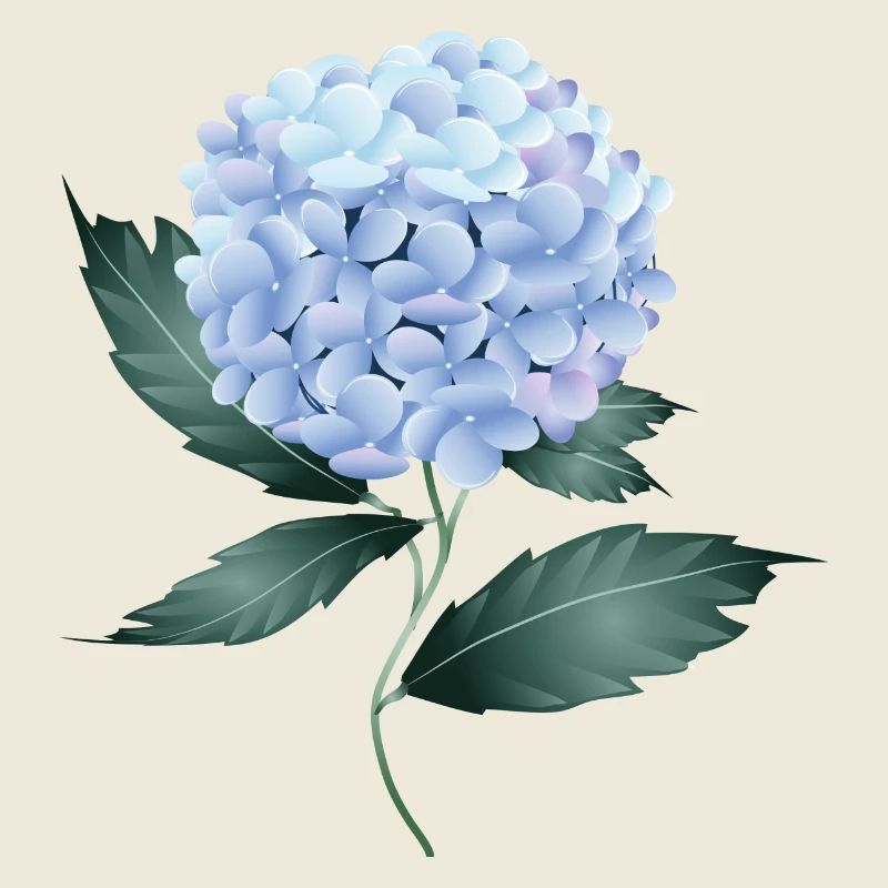 A delicate blue hydrangea - Fascinating flower