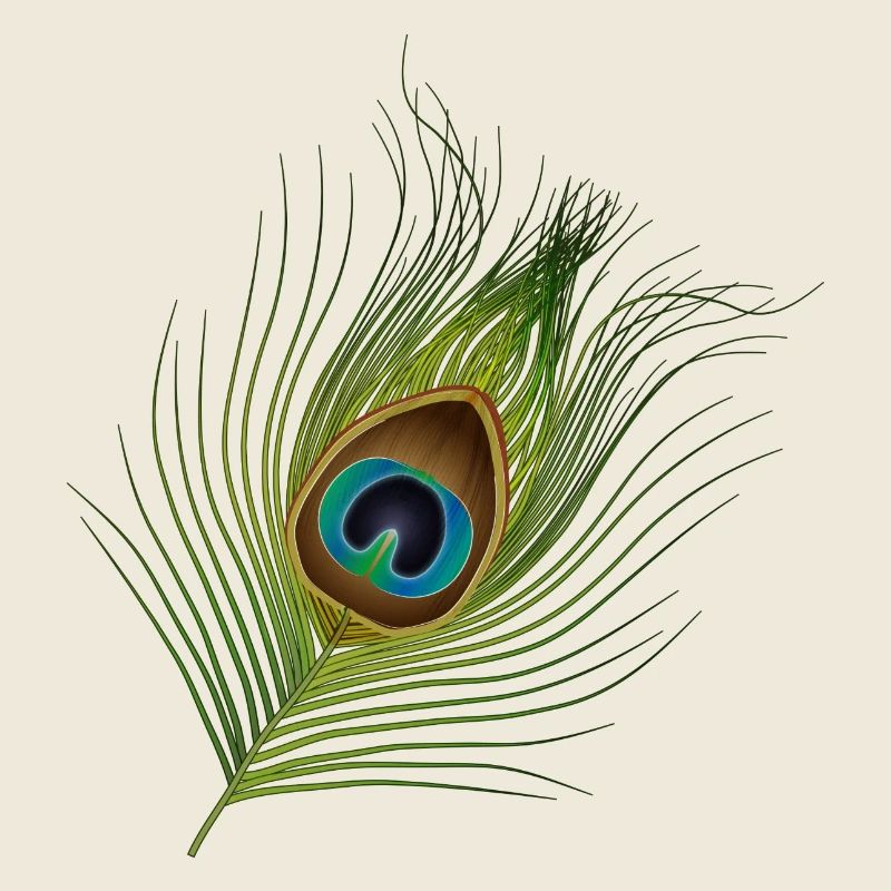 plume de paon dessinée à la main