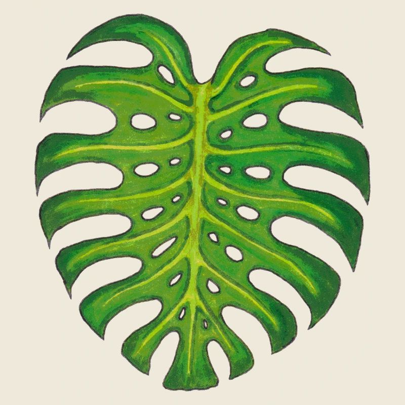 Monstera / Feuille