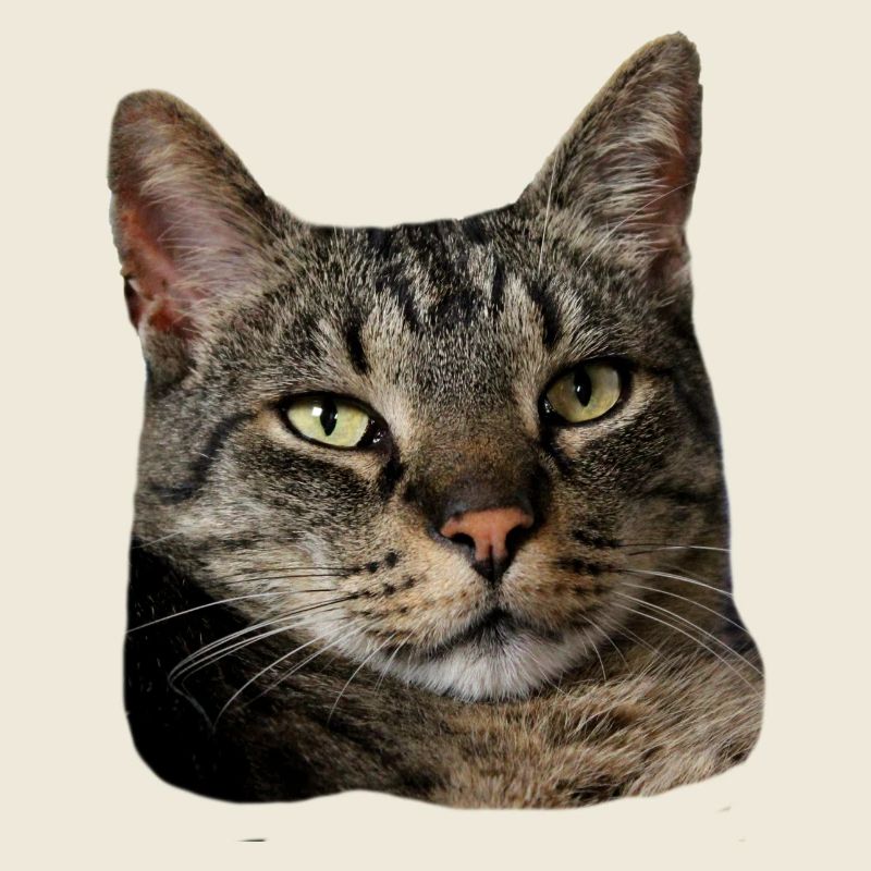 Katze Tigerkatze lustiges Katzenshirt Geschenk