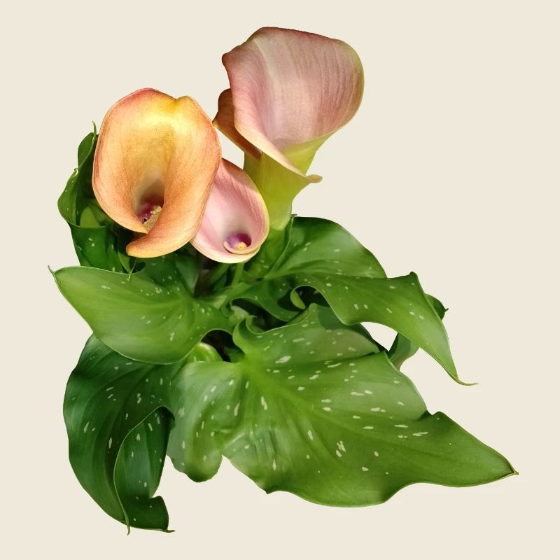 Calla Lily Flowers in Green