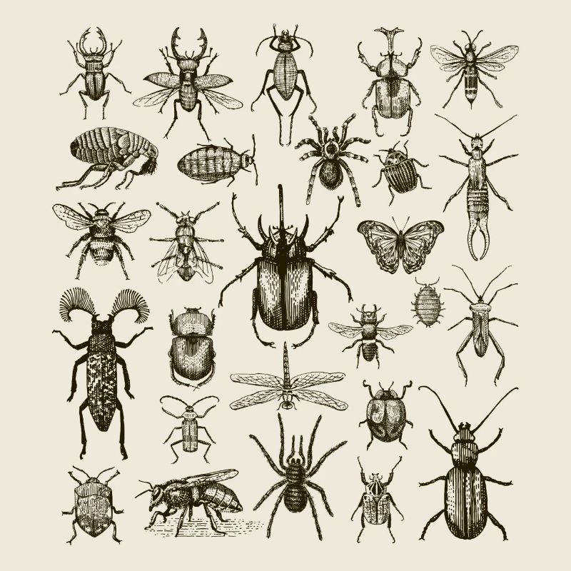 Insect Lover, Bug Enthusiast