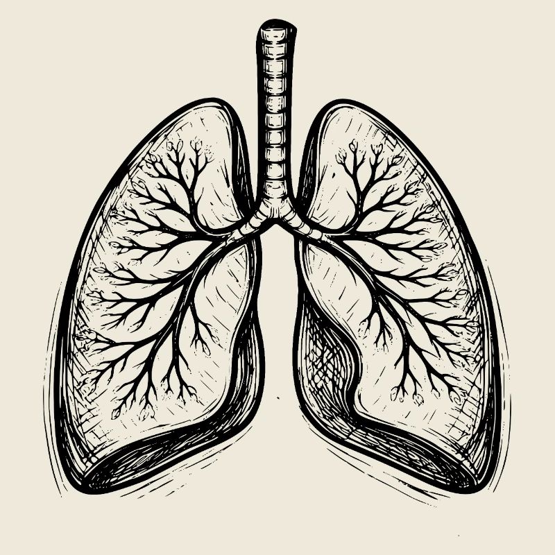 Lungs