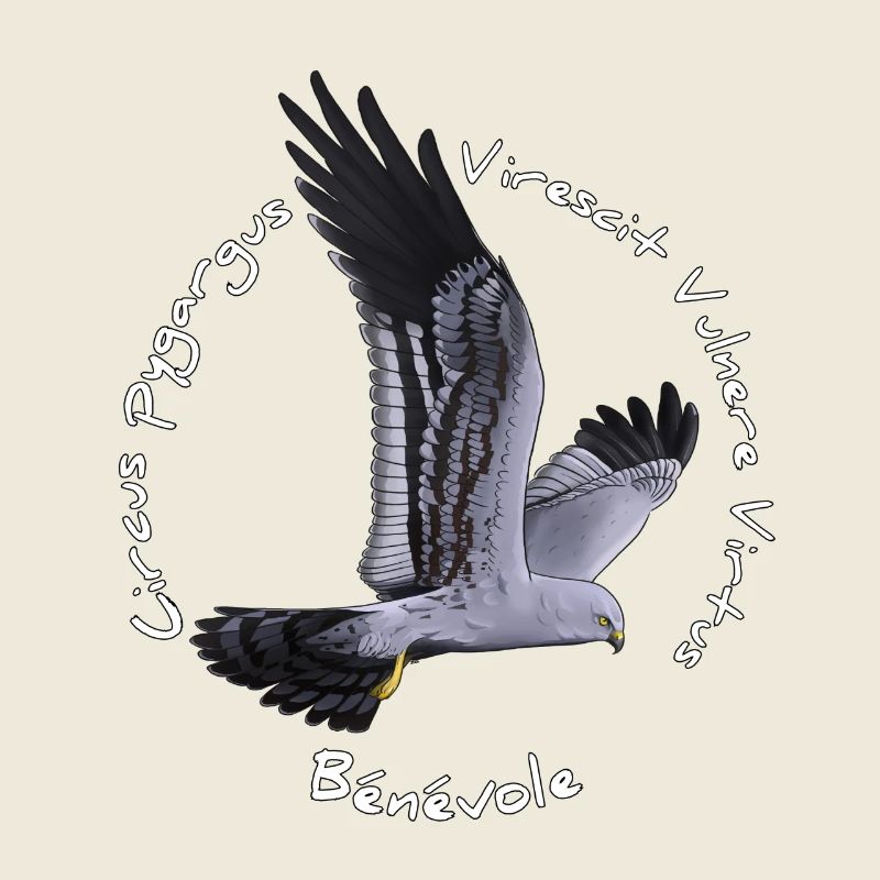 Busard cendré