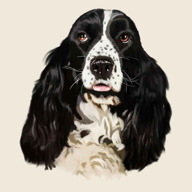 cocker spaniel