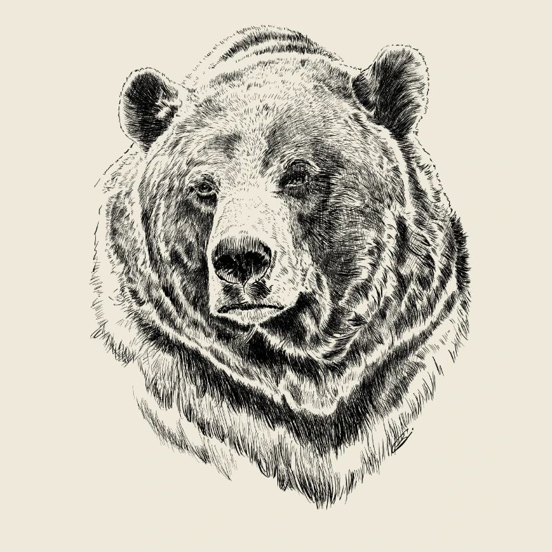 bear