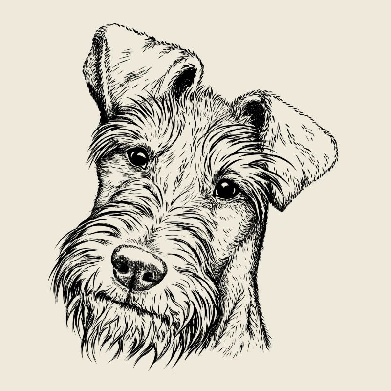 Irish Terrier Portrait