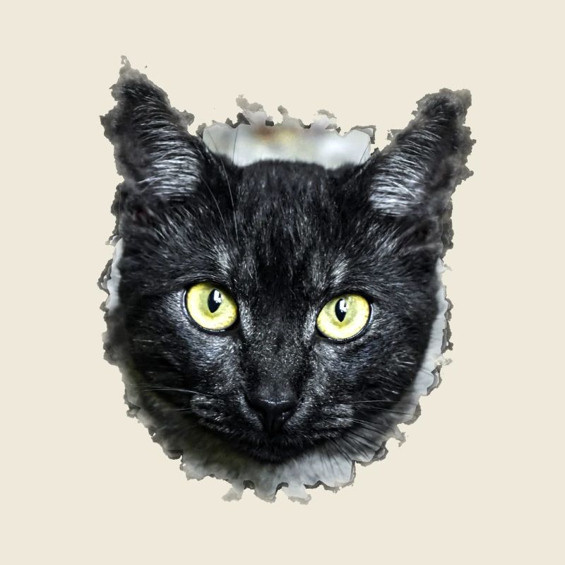 black cat schwarze Katze