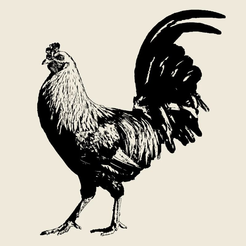 Coq / Gockel / Poulet