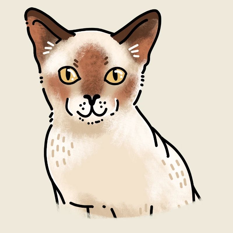 Guérir le visage souriant du chat birman