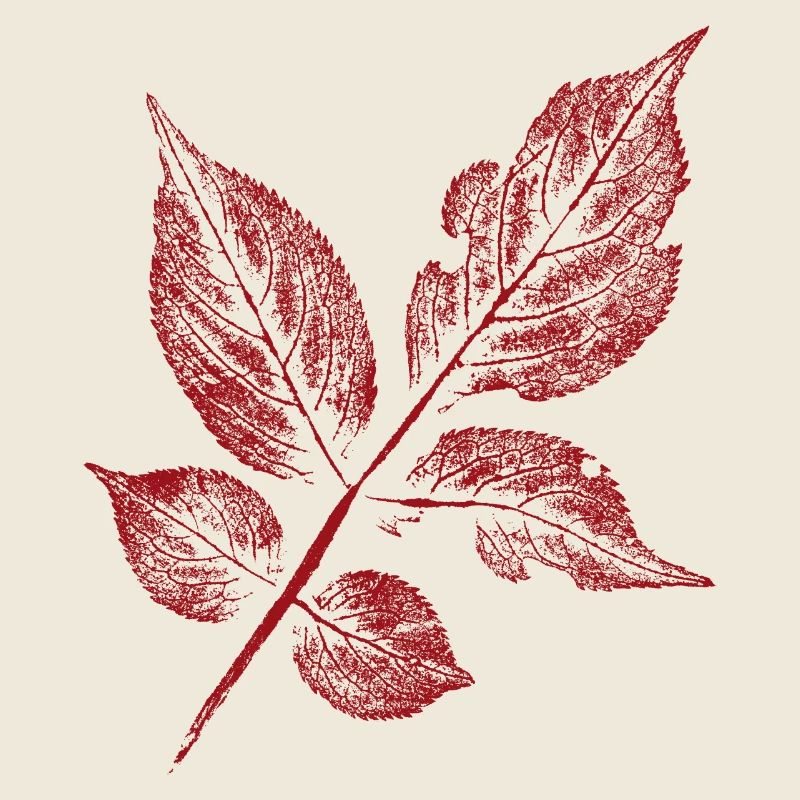 Blatt Holunder