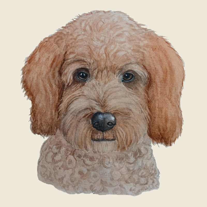 Labradoodle