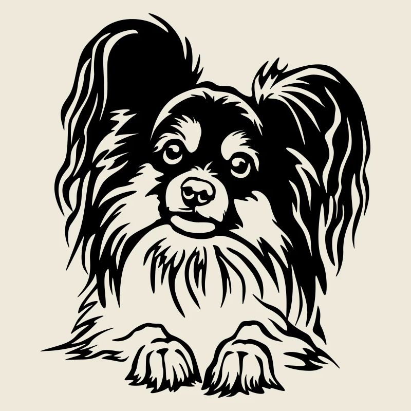 Papillon Kopf