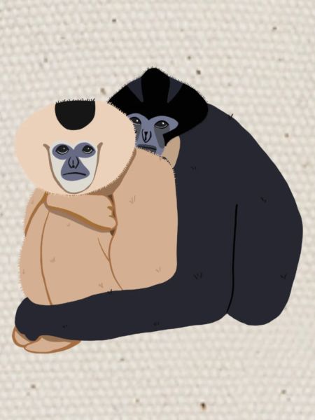 Gibon