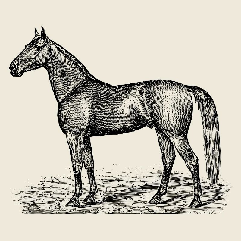 Pferde