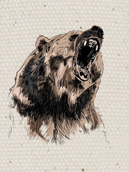 bear