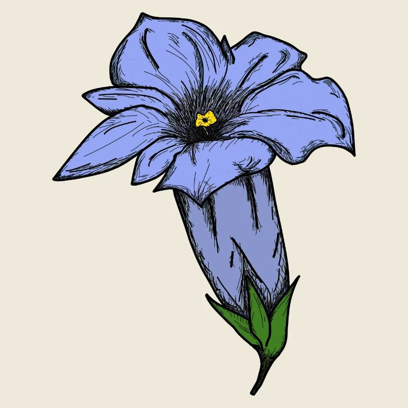 Gentian, drawn