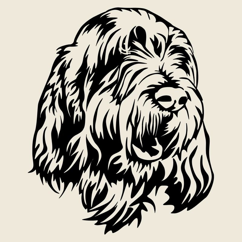 Spinone Italiano Kopf