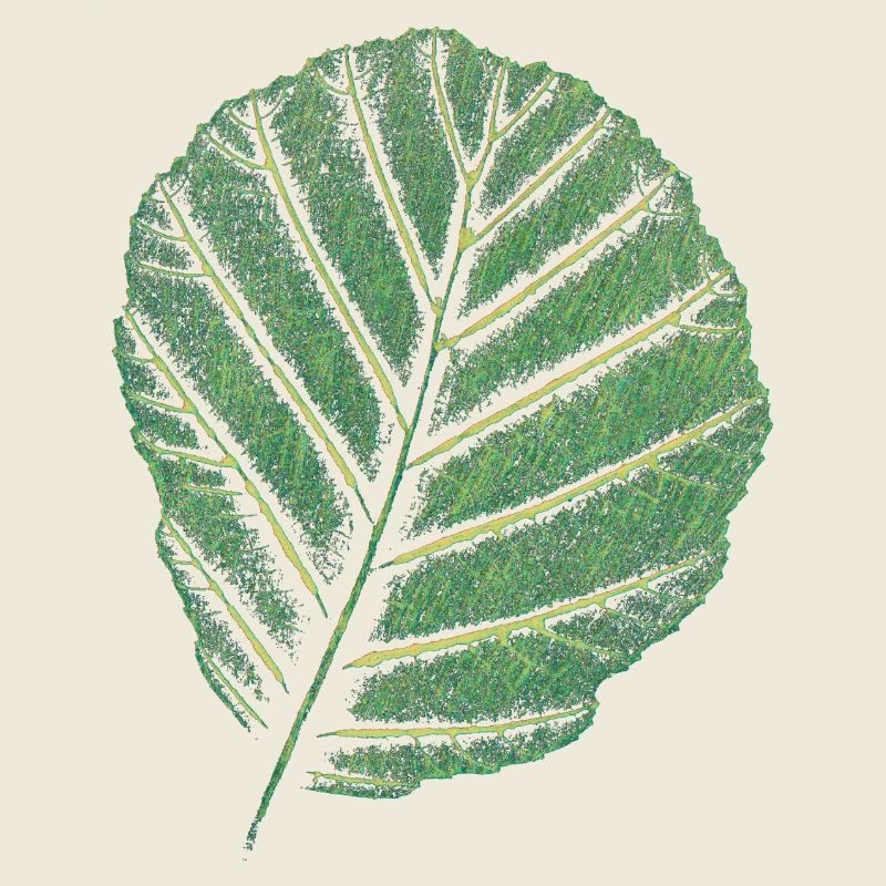 Blatt Erle / Original Kunstdruck