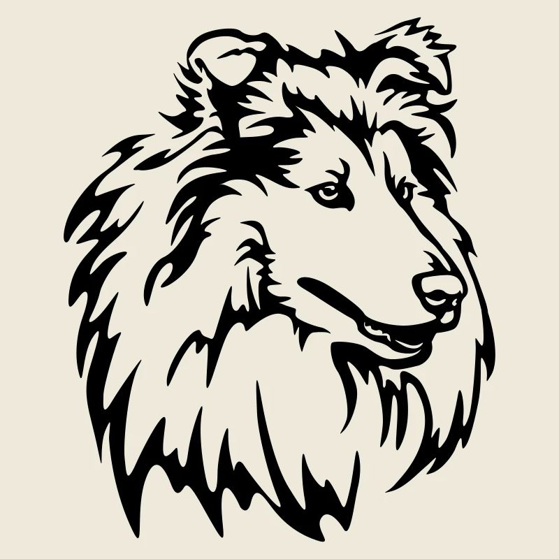 Tête de Collie