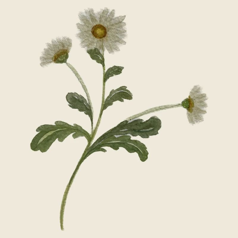 daisy