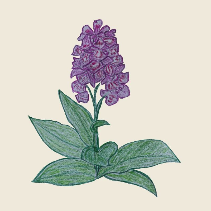 orchidée danoise