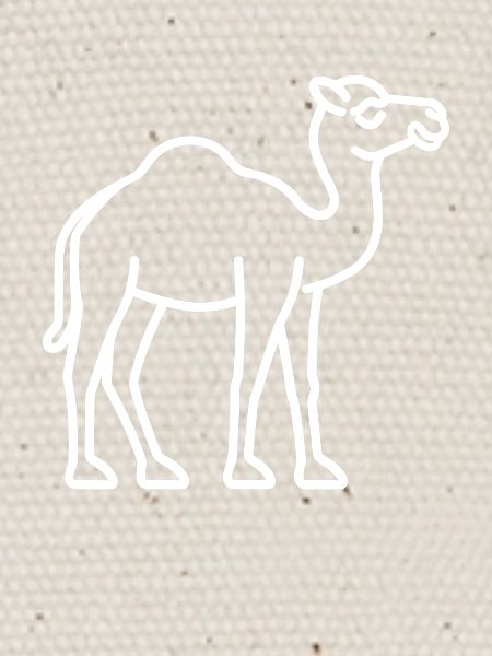 Dromadaire
