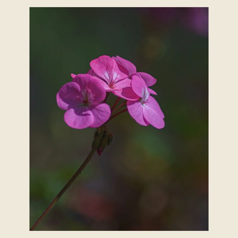 fleurs roses