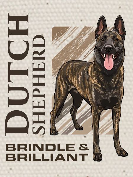Dutch Shepherd - Dutchie 