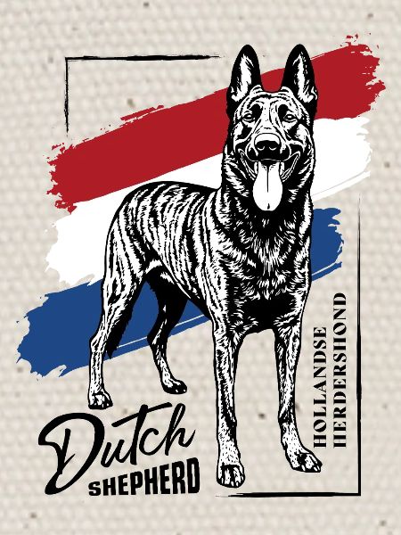 Dutch Shepherd - Dutchie 