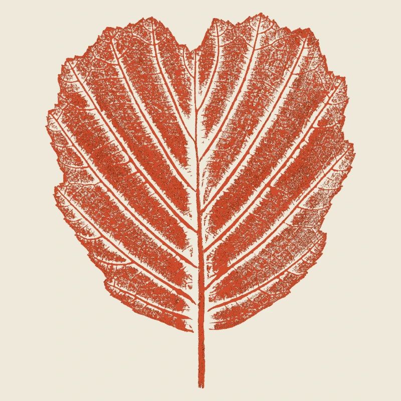 Alder Leaf - Botany