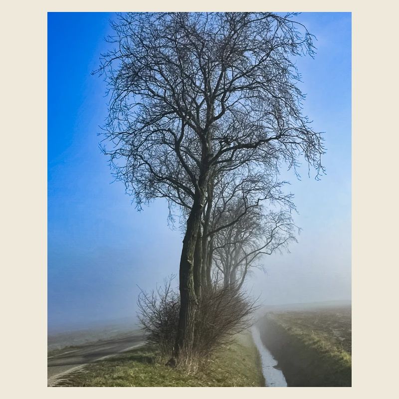 Arbre solitaire dans la brume du matin
