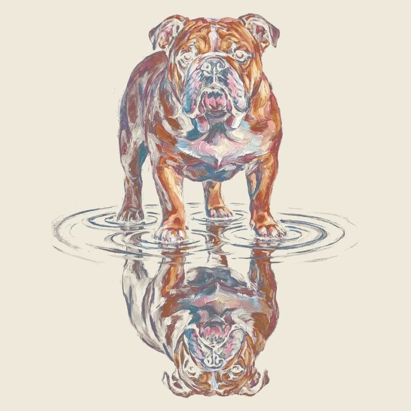 Reflet de l’eau du bouledogue