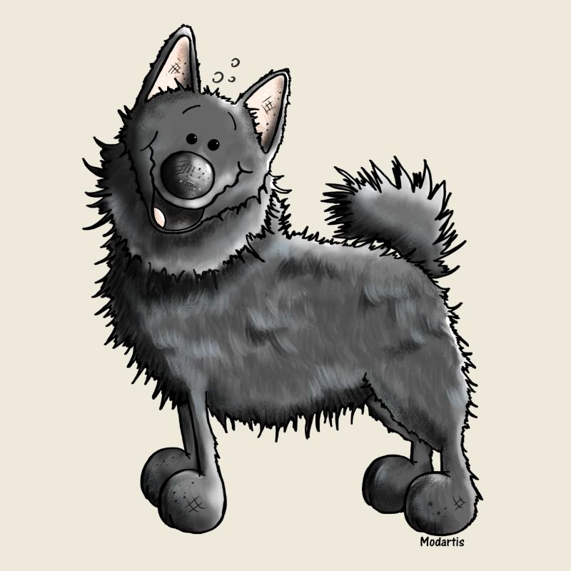Lustiger Schipperke - Hund