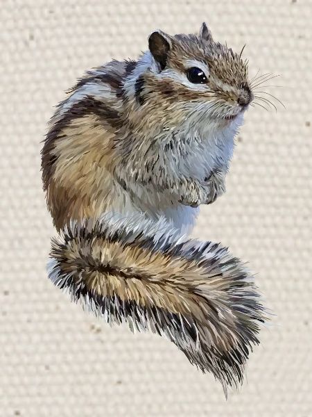 chipmunk