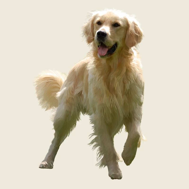 Golden retriever