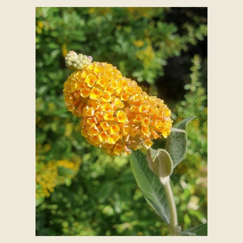 Buddleia, Schmetterlingsstrauch oder Sommerflieder 'Sungold'