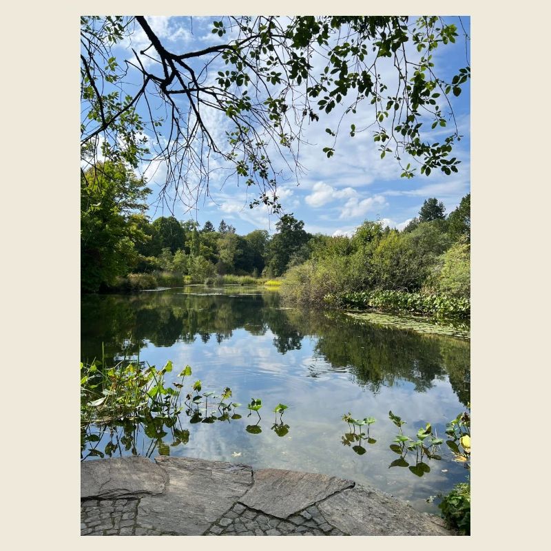 Spiegelsee im Waldrand